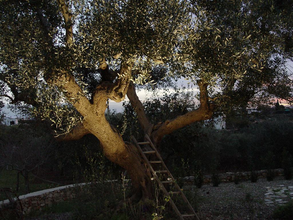 Séjour à la ferme Trullo Sereno Angelo Locorotondo